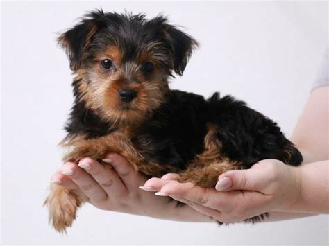 Yorkshire Terrier-DOG-Female-Black / Tan-3263218-My Next Puppy