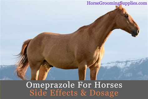 Omeprazole For Horses Side Effects & Dosage - HorseGroomingSupplies.com