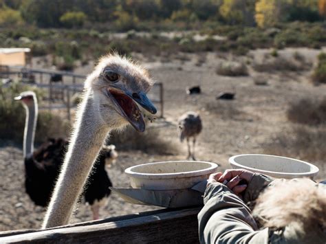 Visiting Ostrichland USA Ostrich Farm Solvang, California — Sick Girl Travels