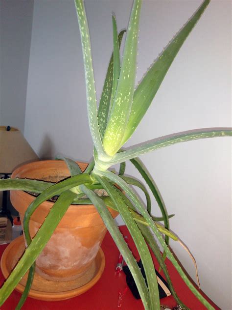 transplanting - Aloe vera plant outgrowing its pot - Gardening & Landscaping Stack Exchange