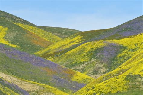 Carrizo Plain Wildflower Palette | Wildflowers on the Temblo… | Flickr