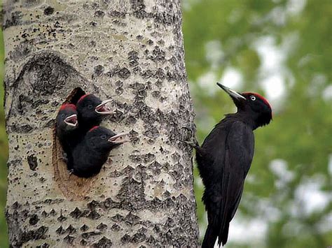 Types Of Woodpeckers