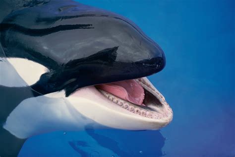 Killer Whale Culture Revealed by Mimicking Us | Scientific American