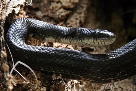 8 Surprising Facts About the Rat Snake - Earth.com