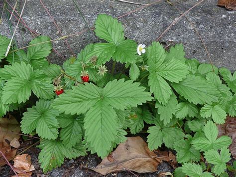 Wild Strawberry Identification – Fragaria vesca – Off Grid Living Hacks