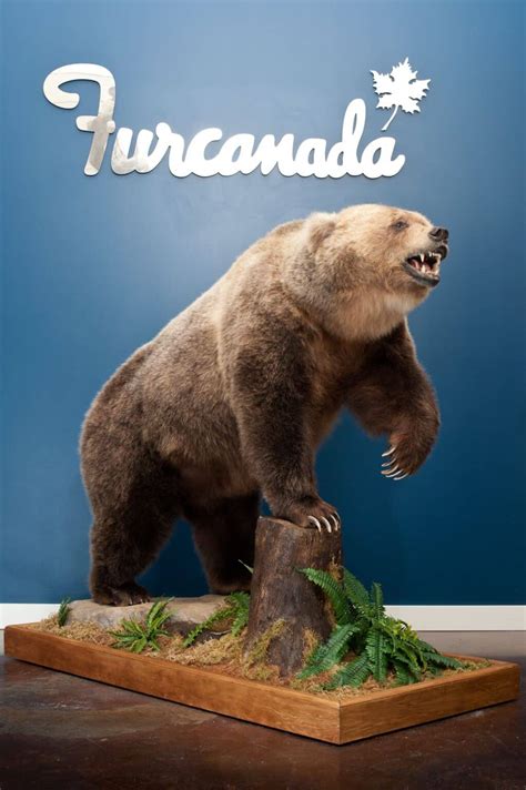 Grizzly bear Wildlife mount – FurCanada