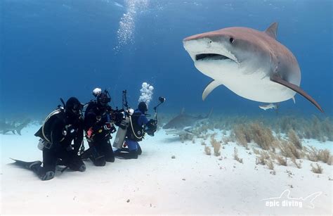 The Best Shark Diving is in the Bahamas - Epic Diving