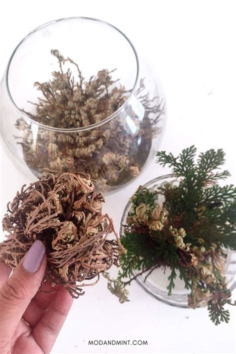 Rose of Jericho Care - How to Grow a Resurrection Plant