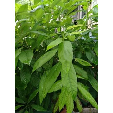 Different Available Hass Avocado Plant From New Zealand at Best Price in Mumbai | East West Agro