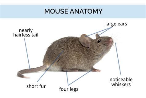 Parts Of A Mouse Diagram