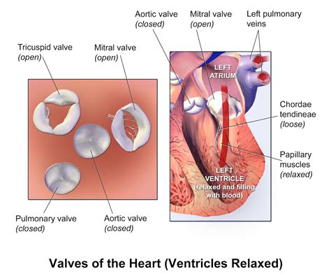 Heart Valves - StoryMD