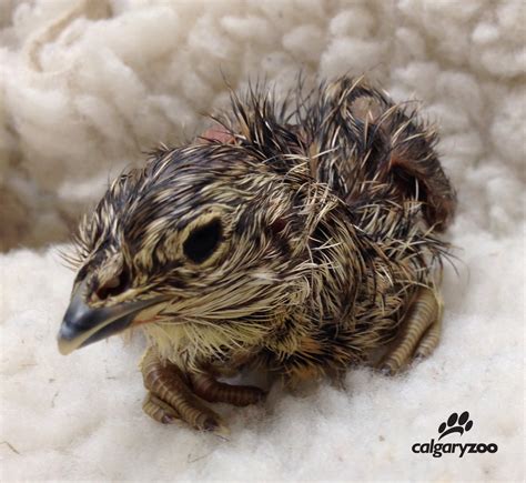 First Captive Born Greater Sage-Grouse - Bird Canada