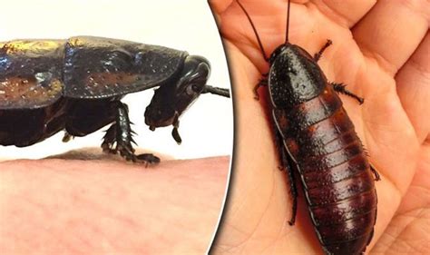 Cockroach bites: Signs of bites and how to get rid of infestations ...