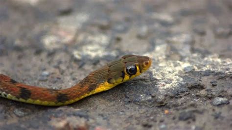 How Do I Identify Baby Snakes? Snake Overview: Lifespan, Diet, Sleep ...