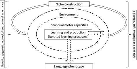 Integrated causal graph for the emergence of a language phenotype ...