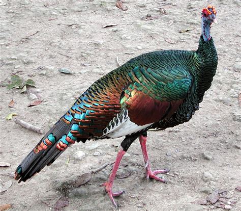 Ocellated Turkey | The Animal Facts | Appearance, Diet, Habitat, Behavior