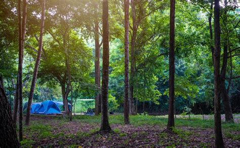 Premium Photo | Camping and tent in nature park