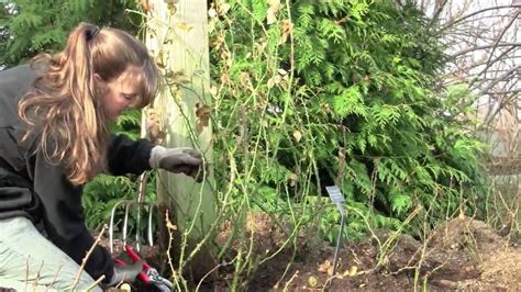 Pruning Climbing Roses | Pruning climbing roses, Climbing roses, Garden ...