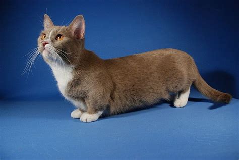 Munchkin Cat Breed | Fun Animals Wiki, Videos, Pictures, Stories