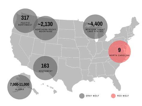 How many wild wolves are in the United States? | Wolf Conservation Center