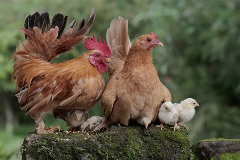 Rooster vs. Hen: Know Before They Crow - Backyard Poultry