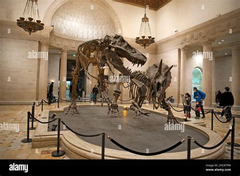 Display of dinosaur skeletons in main foyer of the Museum of Natural ...