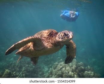 Honolua Bay Maui: Over 246 Royalty-Free Licensable Stock Photos | Shutterstock