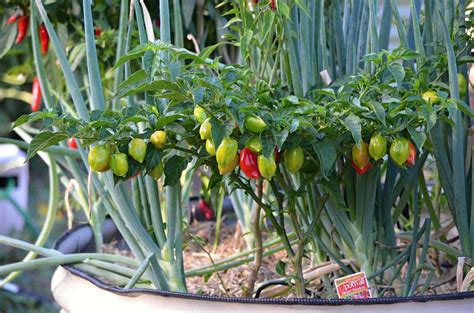 How to Grow Scotch Bonnet And Other Hot Peppers