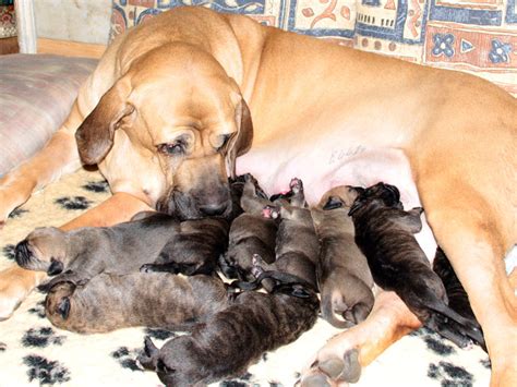 Fila Brasileiro (Brazilian Mastiff) Info, Temperament, Puppies, Pictures