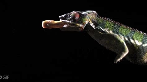 Slow motion video shows a chameleon shoot out its tongue superpower