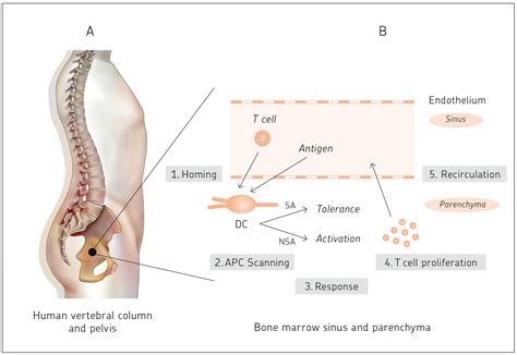 Immuno | Free Full-Text | Bone Marrow: The Central Immune System