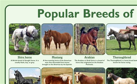 Popular Breeds of Horses Poster – Tiger Moon