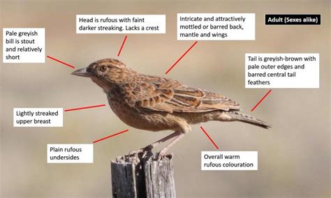 Eastern Clapper Lark (Mirafra fasciolata) | BDI