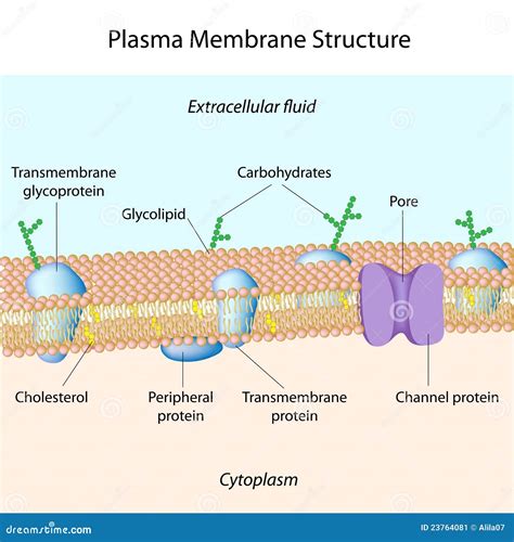 Plasma membrane stock vector. Illustration of lipid, head - 23764081