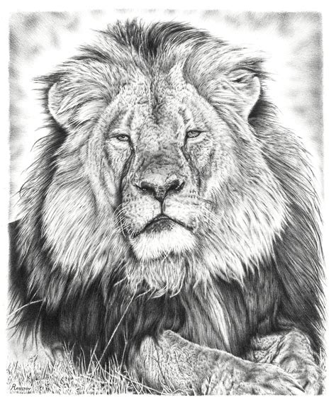 Cecil the Lion Pencil Drawing on Behance