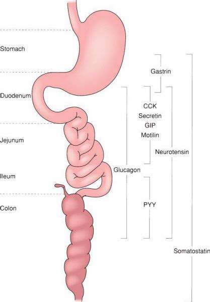 Gastrointestinal Hormones | Basicmedical Key