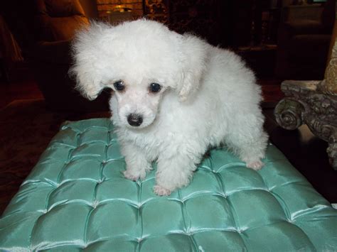 Best Toy Poodle Breeders In Florida | Wow Blog