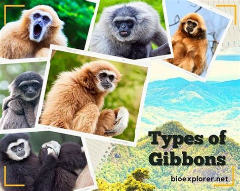 Types of Gibbons | Lesser Apes | Gibbon Species | BioExplorer