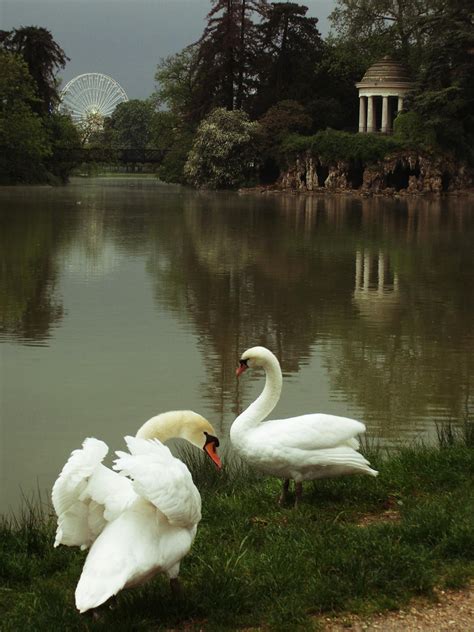 Swans near the Lake · Free Stock Photo