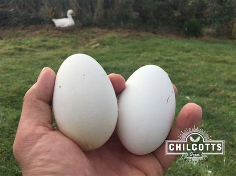 Fresh Local Goose Eggs Laid by Our Geese at Chilcotts Farm