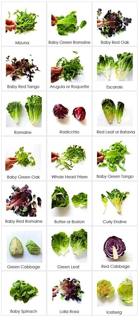 Know what type of salads you are having! | Types of lettuce, Food charts, Food facts