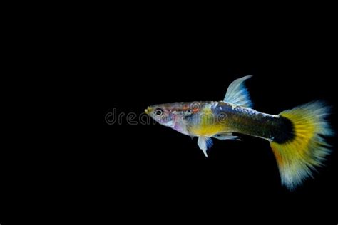 Guppy fish in the aquarium stock photo. Image of macro - 127179580