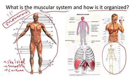 Muscular System Structure and Function - YouTube