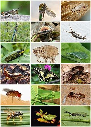 Insect - Wikipedia