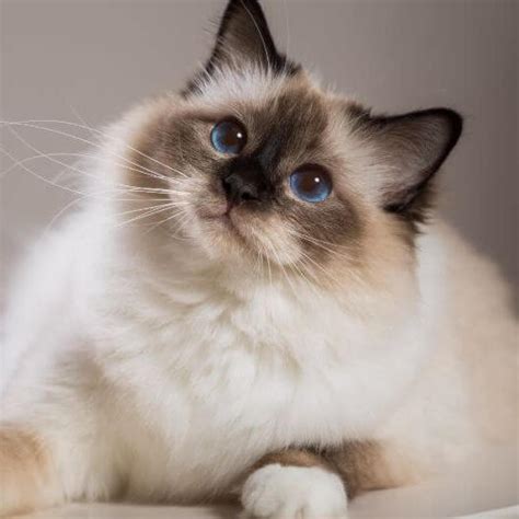 Birman - Cat Breed history and some interesting facts