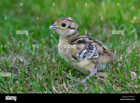 Baby pheasant uk hi-res stock photography and images - Alamy