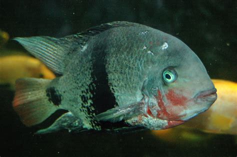 Blackbelt Cichlid (Vieja maculicauda) - Species Profile