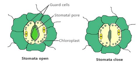 What are stomata? Give two functions of stomata.