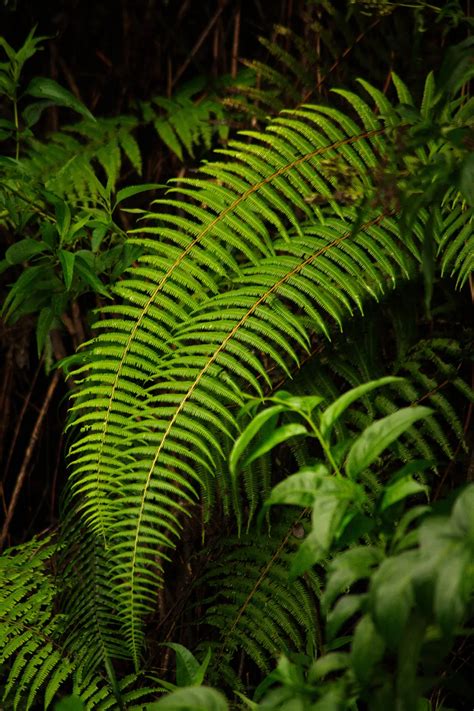 Green ferns leaf | Smithsonian Photo Contest | Smithsonian Magazine