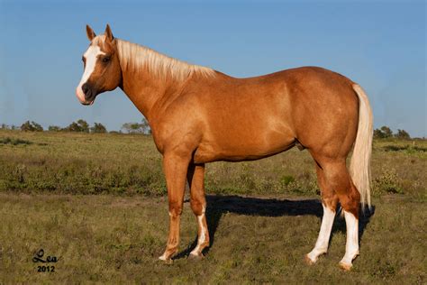 Frosty On Tap-Sunfrost Palomino Quarterhorse | Sun frost Palomino ...